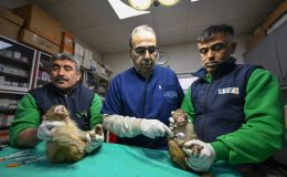 Gümrükte ele geçirilen 2 maymun yavrusu Gaziantep’teki yeni yuvalarına yerleştirildi