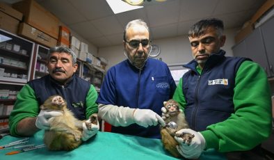 Gümrükte ele geçirilen 2 maymun yavrusu Gaziantep’teki yeni yuvalarına yerleştirildi