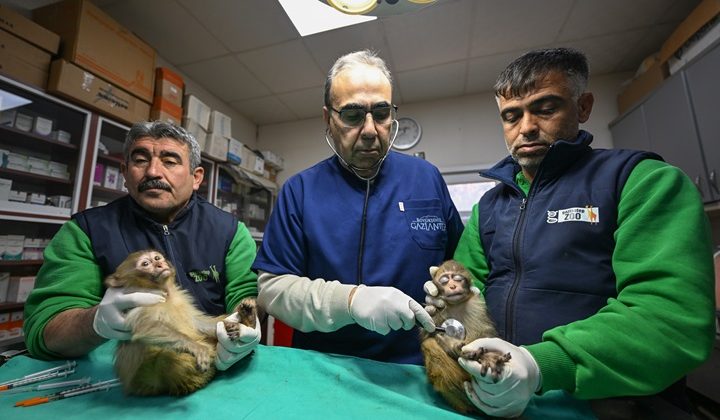 Gümrükte ele geçirilen 2 maymun yavrusu Gaziantep’teki yeni yuvalarına yerleştirildi