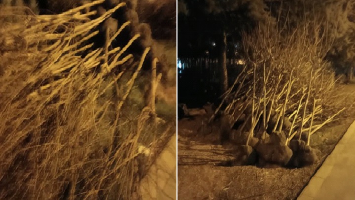Meyve ağaçları dikilmeye hazır!