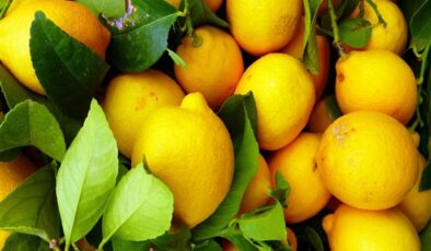 Don vurdu, ihracat durdu: Limon için flaş karar geldi