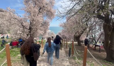 3. Badem Çiçeği Festivali Akdamar’da renkli başladı