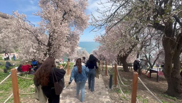 3. Badem Çiçeği Festivali Akdamar’da renkli başladı