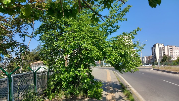 Ağaçlarda Dut Oluşmaya Başladı