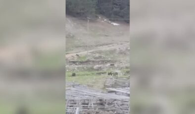 Anne ayı ve yavruları köye indi, herkes şaşırdı
