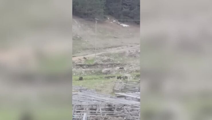 Anne ayı ve yavruları köye indi, herkes şaşırdı