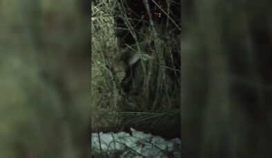 Arazide yürüyen 2 vaşak köy muhtarı tarafından kaydedildi