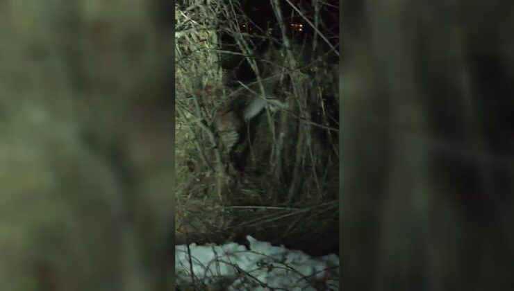 Arazide yürüyen 2 vaşak köy muhtarı tarafından kaydedildi