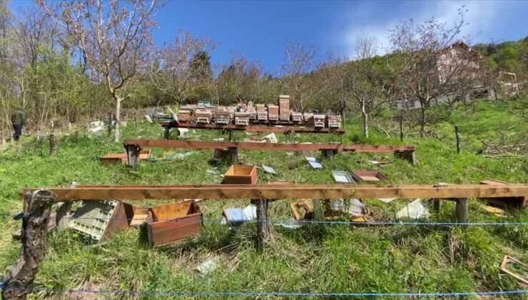 Ayılar arı kovanlarını dağıttı, onlarca petek ormana taşındı
