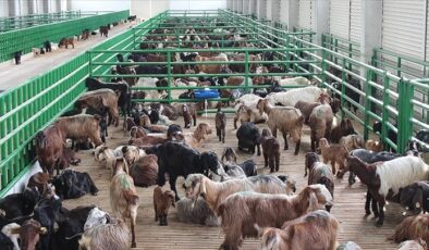 Büyük ve küçükbaş hayvancılık destekleme başvuruları yarın başlıyor