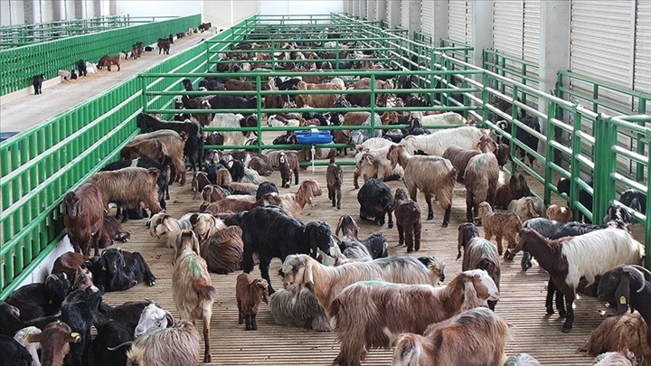 Büyük ve küçükbaş hayvancılık destekleme başvuruları yarın başlıyor