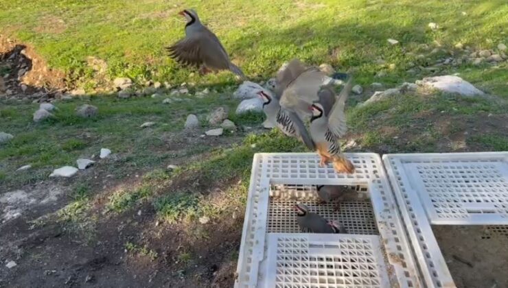 Şırnak’ta araçta yakalanan 21 kınalı keklik doğaya salındı