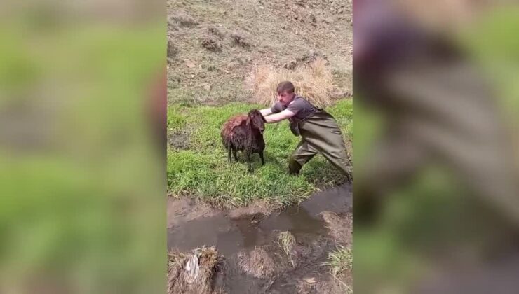 Bataklıkta mahsur kalan koyunu itfaiye kurtardı