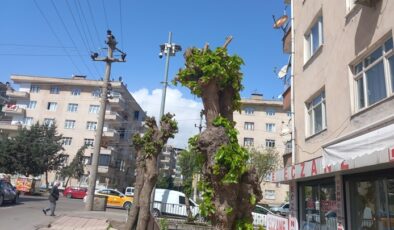 Budama Çalışması Hayatta Tuttu
