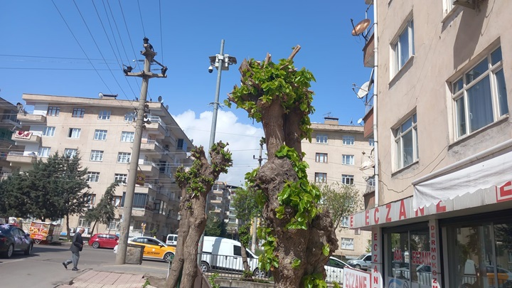 Budama Çalışması Hayatta Tuttu