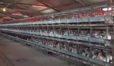 Karlı Erzurum’da çadırdan tesise uzanan yumurta serüveni