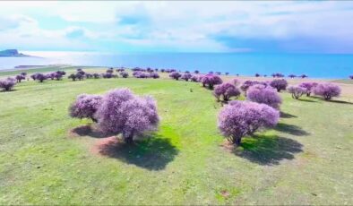 Badem çiçekleriyle bezeli Çarpanak Adası büyülemeye devam ediyor