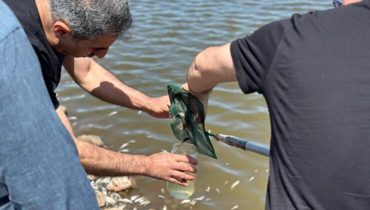 Çınarköy’de balık ölümleri sonrası ekipler harekete geçti