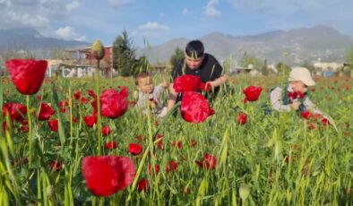Gelincikler Osmaniye tarlalarını kırmızıya boyadı