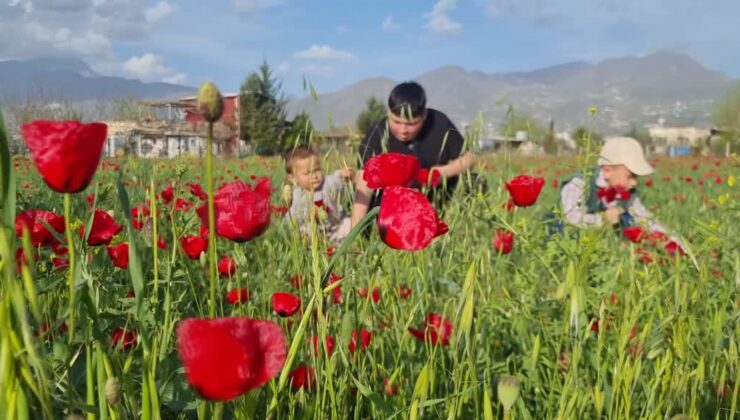 Gelincikler Osmaniye tarlalarını kırmızıya boyadı