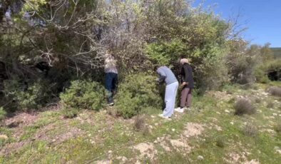 Dağlardan toplanan yabani kuşkonmaz gelir kaynağı oldu