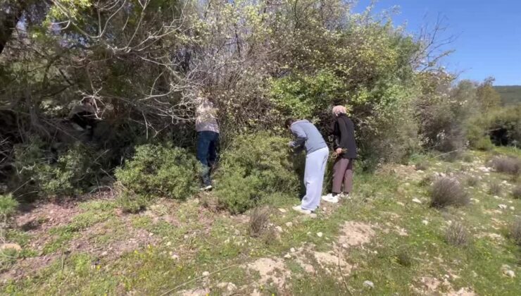 Dağlardan toplanan yabani kuşkonmaz gelir kaynağı oldu