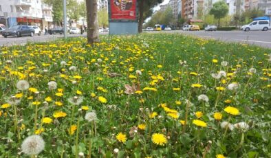 Diyarbakır Sarıya Boyandı