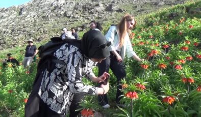 Suskunluğun Güzelliği: Muş’ta Ters Lale Ziyafeti
