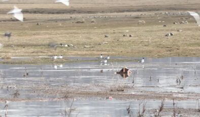 Erzurum’un sulak alanları göçmen kuşların uğrak noktası oldu