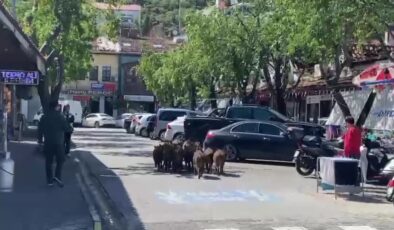 Aç kalan yaban domuzları Fethiye çarşısında araçların arasında gezdi