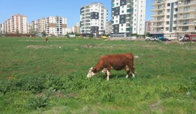 Toprak Yeşillendi Hayvanlar Kent merkezindeki Arazilere İndi