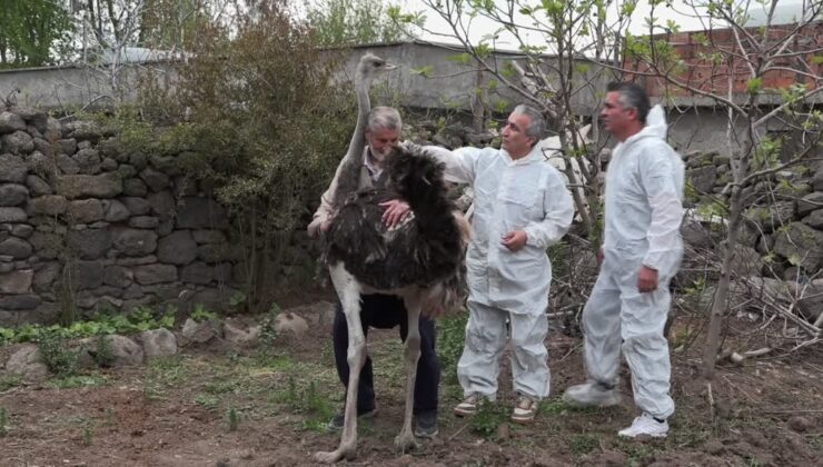 Hediye edilen deve kuşu kaçtı, geri dönüp strese girdi