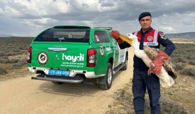 Kilis’te yaralı bulunan pelikan koruma altına alındı