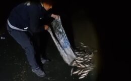 Kaçak avlanan inci kefali suya geri bırakıldı