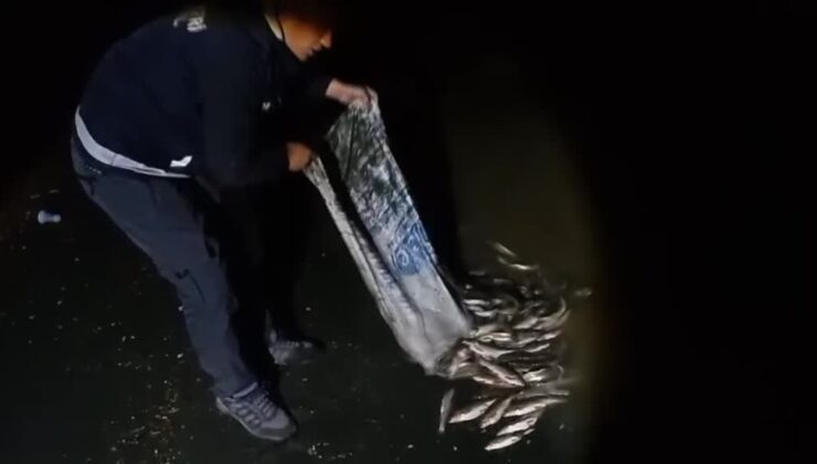 Kaçak avlanan inci kefali suya geri bırakıldı