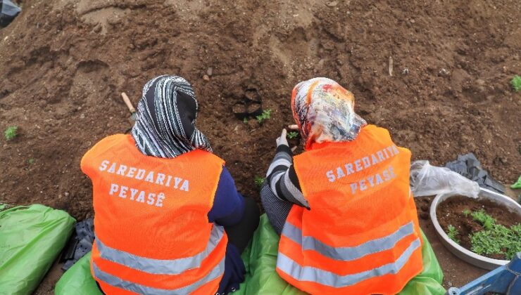 Kayapınar Belediyesi 250 bin çiçekle kenti bahara hazırlıyor