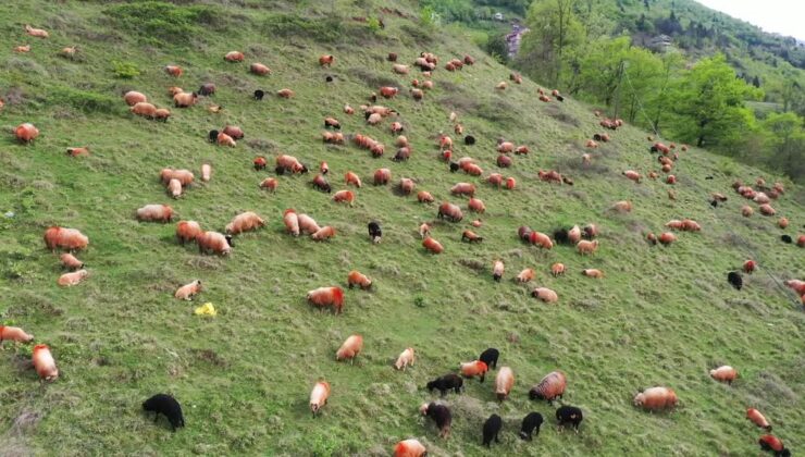 Yaylaya 2 bin koyunla çıkan çoban: “Araba versen hayvanı vermem”