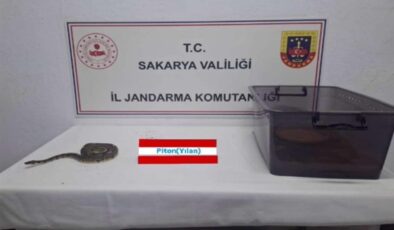 Kraliyet pitonu ele geçirildi