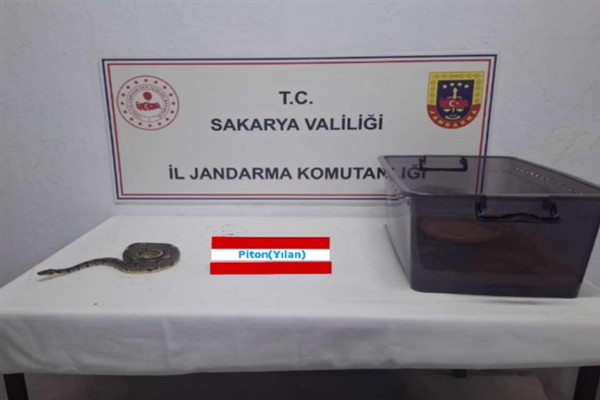 Kraliyet pitonu ele geçirildi