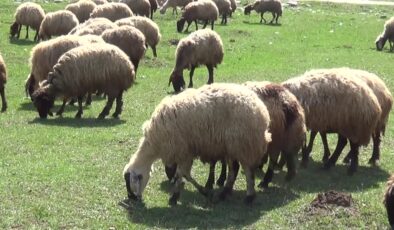Muş’ta çetin kış bitti, sürüler meralara kavuştu