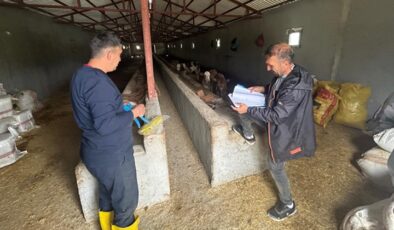 Kulp ilçesinde  küpeleme başladı