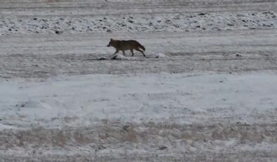 Sarıkamış’ta aç kalan kurtlar ve tilkiler doğada yiyecek aradı