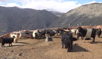 Kuzular ve oğlaklar Hakkari meralarında doğayla buluştu