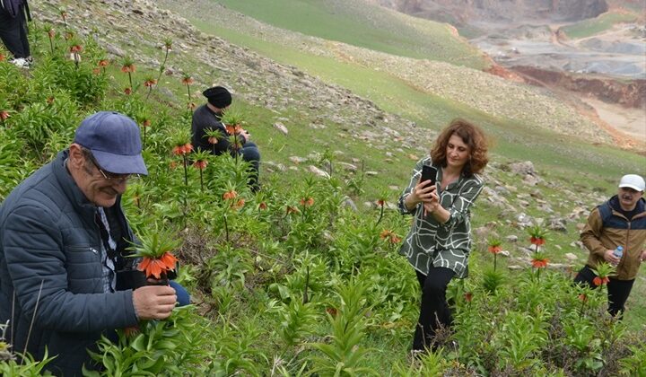 Muş’a gelen fotoğraf tutkunları ters laleleri görüntüledi