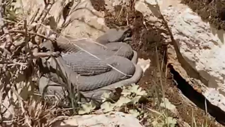 Mazıdağı İlçesinde Üzüm Bağları Arasında Yılan Görüldü