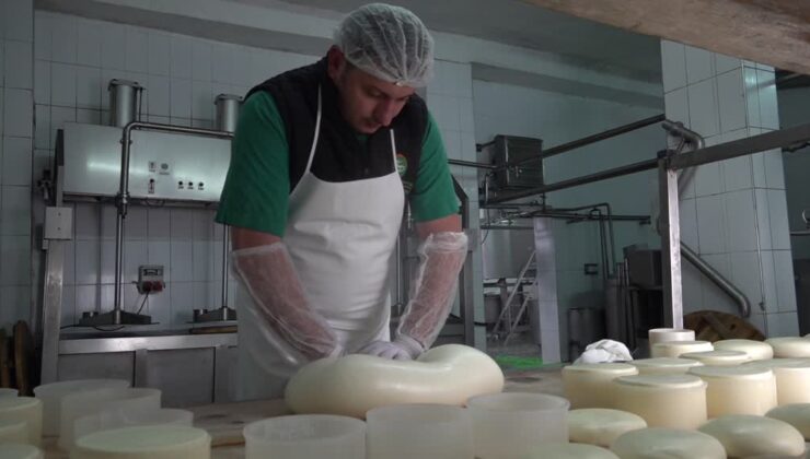 Kars’ta yılda 680 bin ton süt işleniyor, kaşar üretimi artıyor
