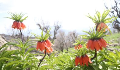 Siirt’teki yayla, ters laleleri görmek isteyenlerin uğrak yeri oldu