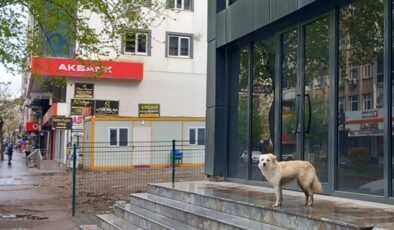 Sokaklara Terk Ediliyorlar!