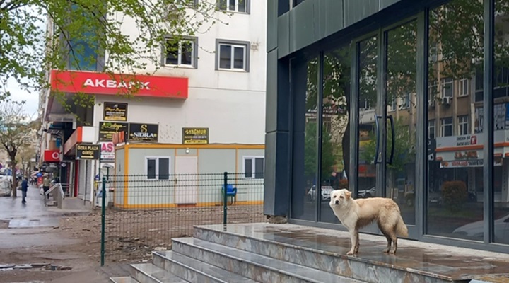 Sokaklara Terk Ediliyorlar!