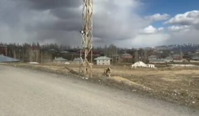 Sahipsiz köpeklerin kovaladığı kedi direkte saatlerce mahsur kaldı